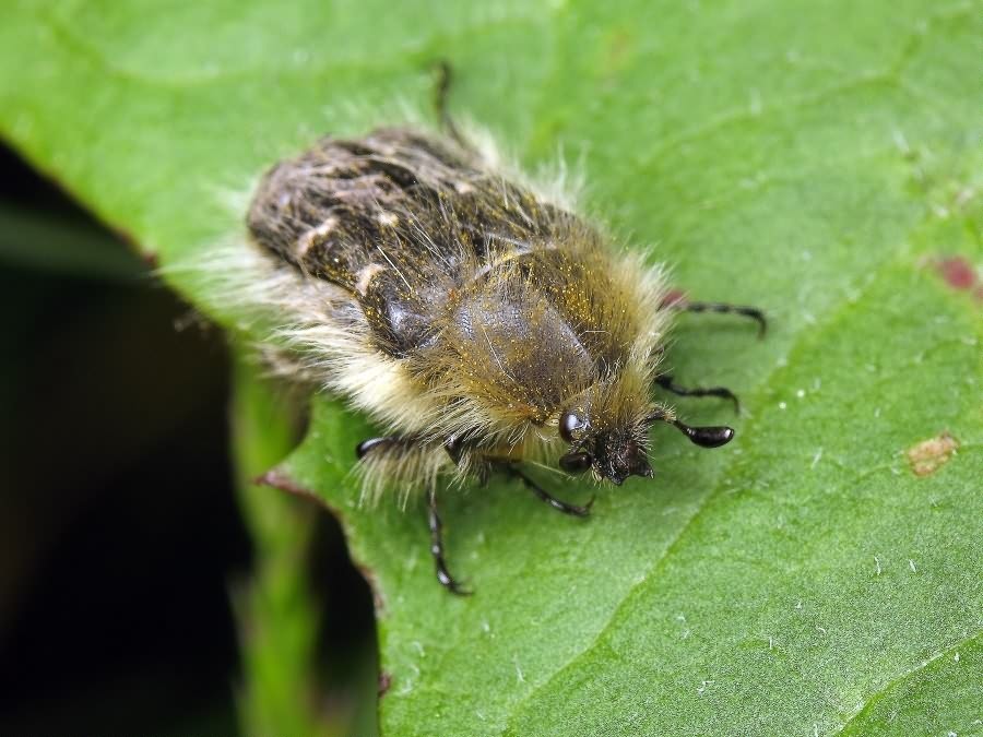 Tropinota hirta (Poda, 1761)